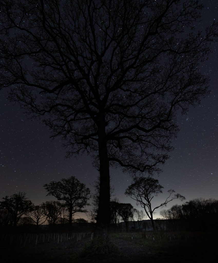 The Tallest Oak night photograph