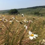 Saddlescombe Farm