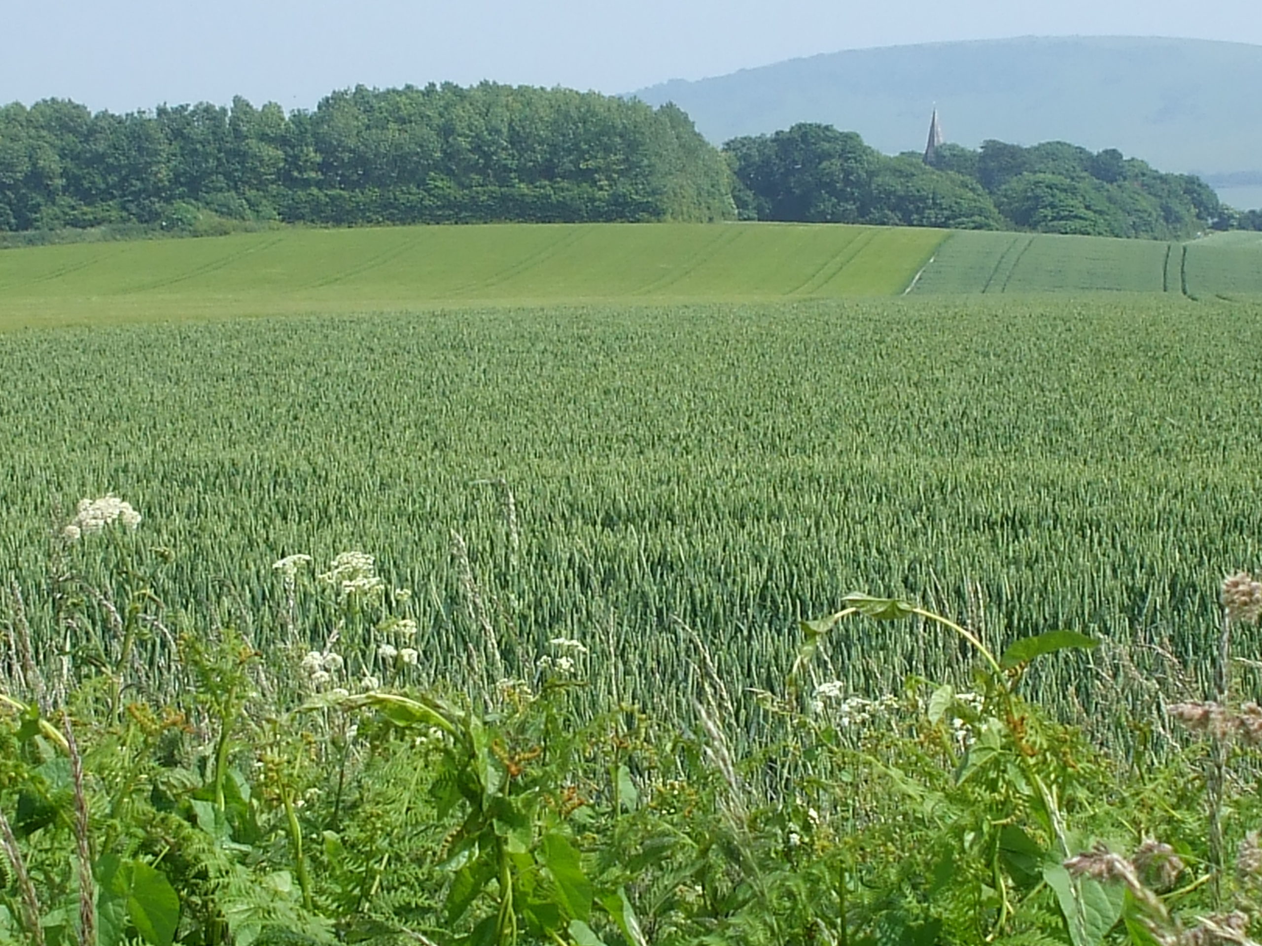 Wheatfield near Berwick