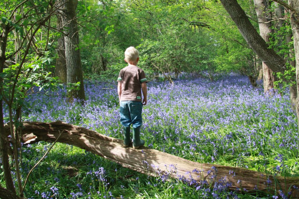 Small boy in wood looking at bluebells